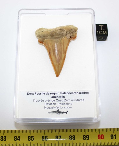Dente fossile squalo - fossile,