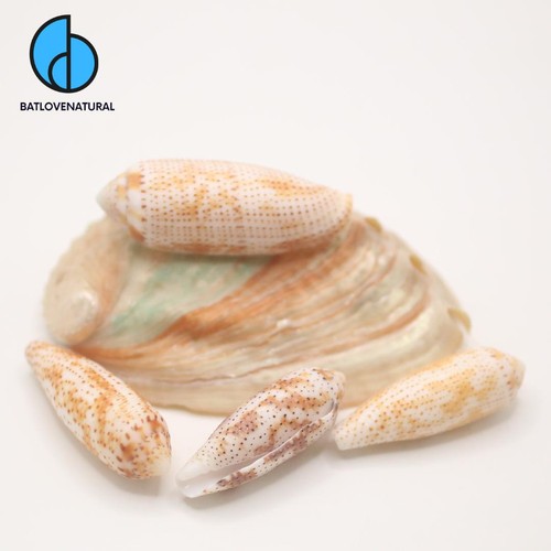 Conus nussatella conchiglie - conus,