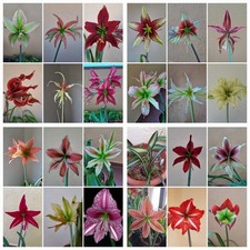 Hippeastrum hybridum  Mix 100 seeds. Fresh seeds. AMARYLLIS