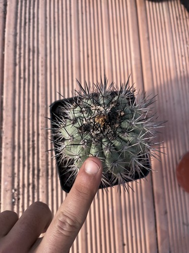 Copiapoa cinerea horrida old - copiapoa,
