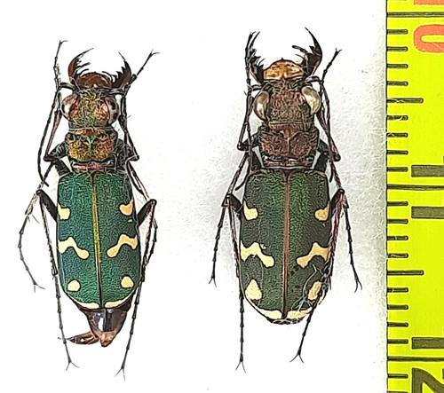 Carabidae cicindela - carabidae,,