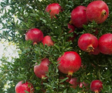 Pianta melograno wonderful - di,