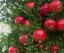 Pianta di Melograno Wonderful dolcissimo 30 cm – varietà americana super produtt