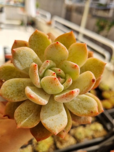 Echeveria napin vaso - 10, foto