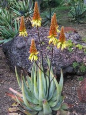 RARE 4 graines d' ALOE