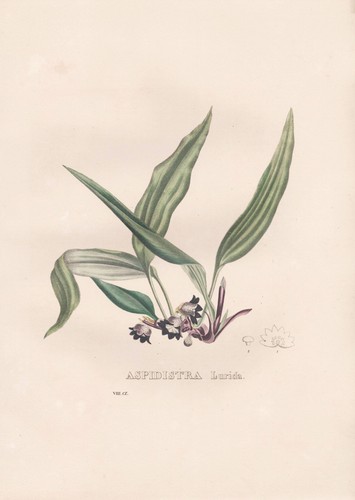 Aspidistra lurida vietnam - aspidistra,