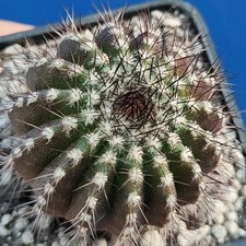 Uebelmannia pect. v. multico