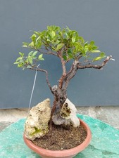 Bonsai Ficus 35x20cm  In Vaso