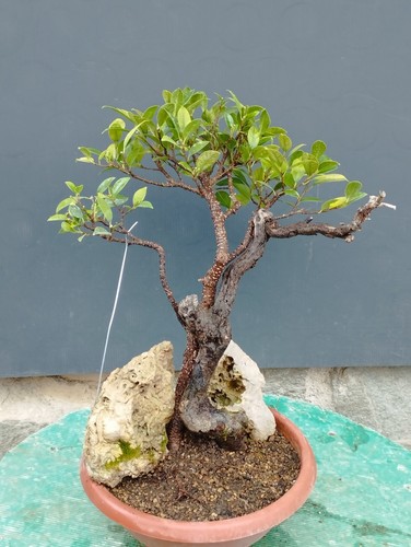 Bonsai ficus 35x20cm - bonsai,