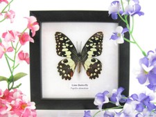 Lime Butterfly - vera farfalla