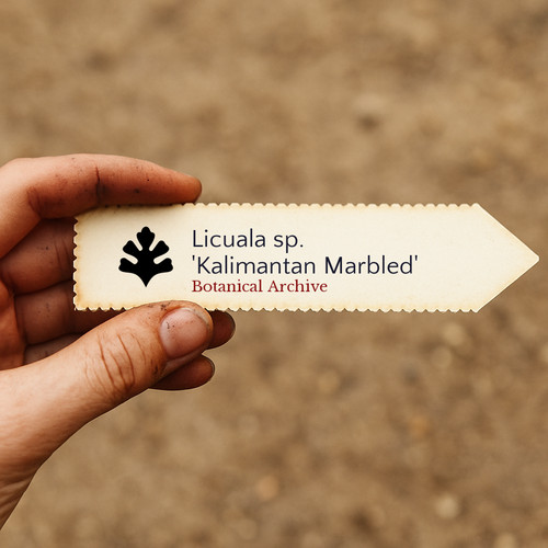 Licuala kalimantan - licuala, sp.