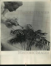 1956 Press Photo Syringing