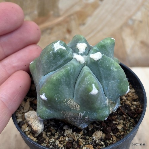 Ferocactus glaucescens split