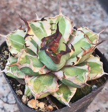 Vendo Rara Cactus Agave sp. n