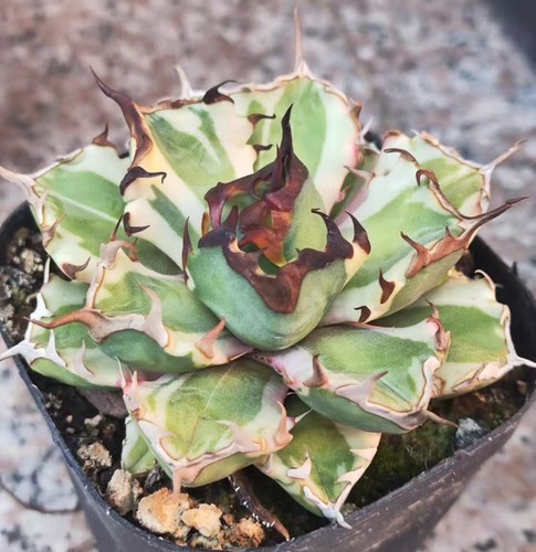 Vendo rara cactus agave - vendo,