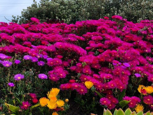 Carpobrotus edulis pianta - , di