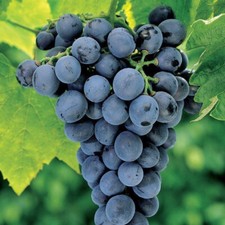 15 SEMI DI UVA DA TAVOLA