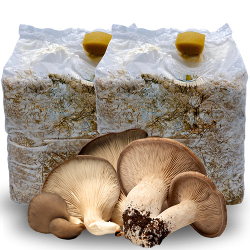 Kit coltivazione funghi - kit,