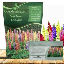 500 Seeds Lupine Seeds For