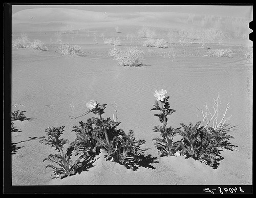 Nye county nevada 1940 cardo - nye,