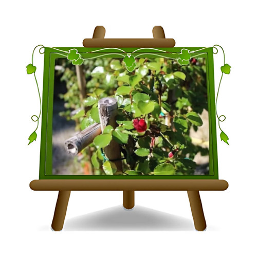 Rosa rampicante fasio - rampicante,