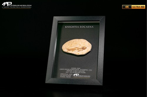 Pesce fossile knightia eocaena - pesce,
