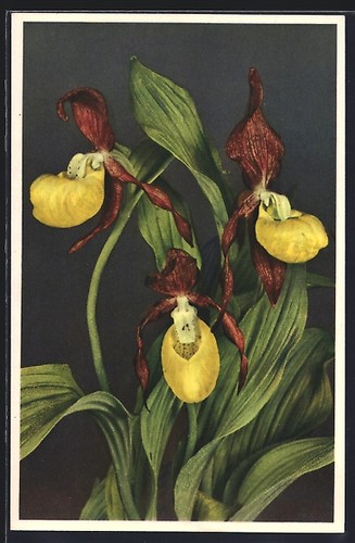 Cartolina scarpa donna