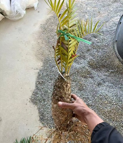 Encephalartos princeps alto - , 18