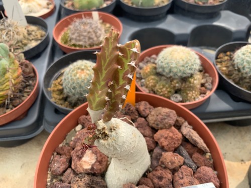 216 euphorbia stellata wysiwyg - 216,