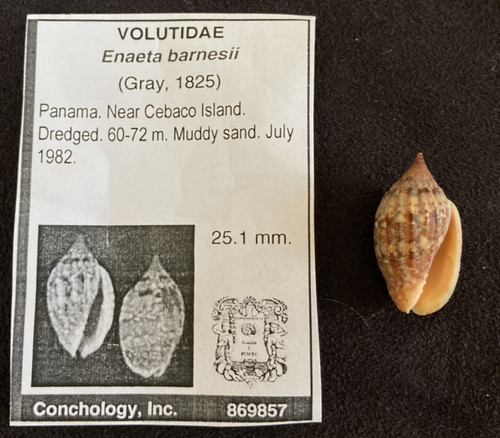 Volutidae enaeta barnesii - volutidae,