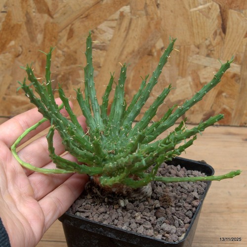 Euphorbia flanaganii vaso cm - euphorbia,