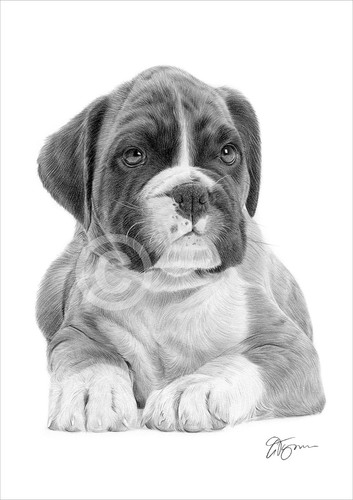 Boxer cucciolo cane - cucciolo, matita