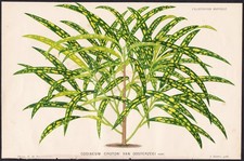 Croton Wunderstrauch Kroton