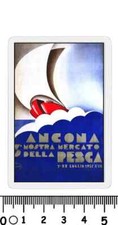 calamita ancona mostra mercato pesca 1955 luglio ittico pesci ittica pesca nave