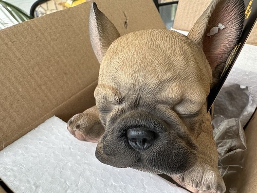 Nuovo frenchie pup - frenchie, dorme