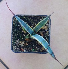Agave Asperrima Marginata - variegated