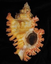Murex Chicoreus rubiginosus -