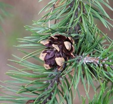 Pinus banksiana - Pino delle banche