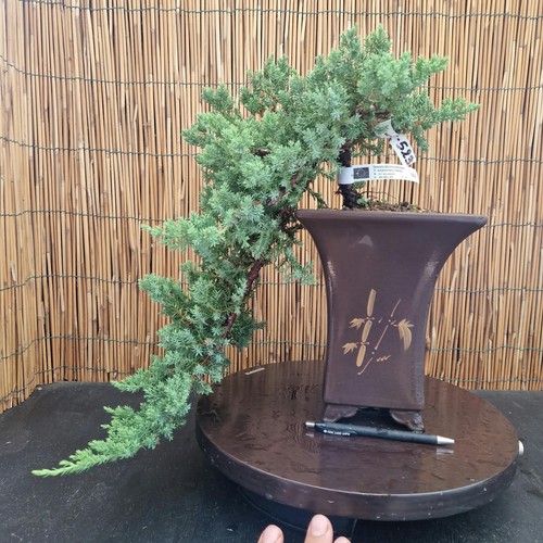 Bonsai ginepro procumber - di,