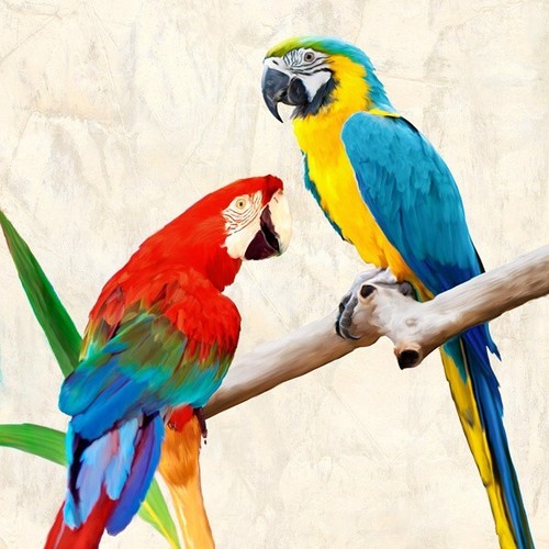 Quadro animale uccello - quadro,