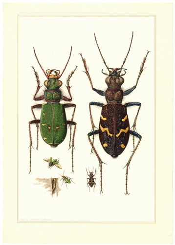 Sabbiatrice campo cicindela - da,