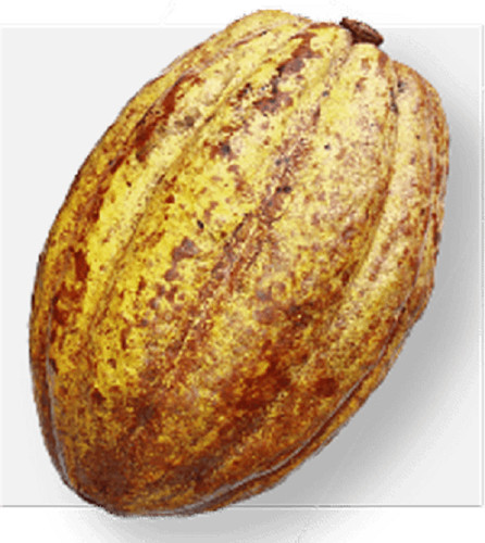 Pianta cacao forastero - pianta,
