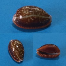 Cypraea helvola argella, Diego Suarez, Madagascar, 28,3 mm, EXTRA LARGE