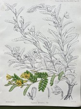 Antica stampa botanica 1874