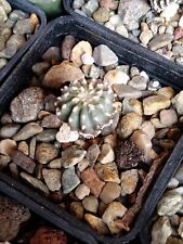 Geohintonia mexicana