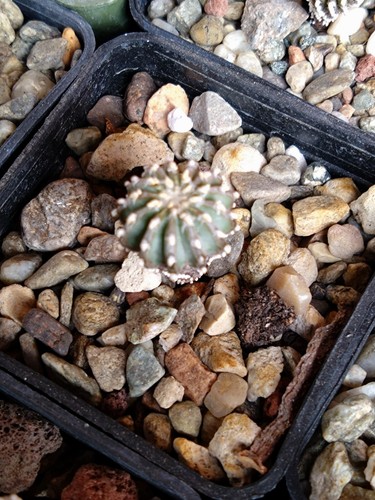 Geohintonia mexicana