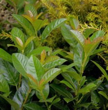Alloro ciliegio Bonaparte