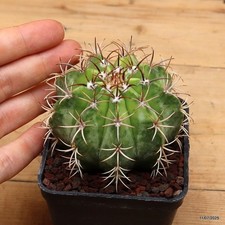 Melocactus matanzanus
