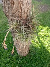 Tillandsia - Pianta Aerea DOPPIO CIUFFO 