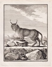 Karakal Caracal Animale Gatto